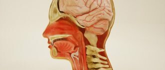 анатомия головы и шеи