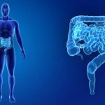 анатомия кишечник в теле человека