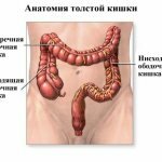 Анатомия толстой кишки