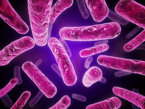 Грамотрицательные бактерии
