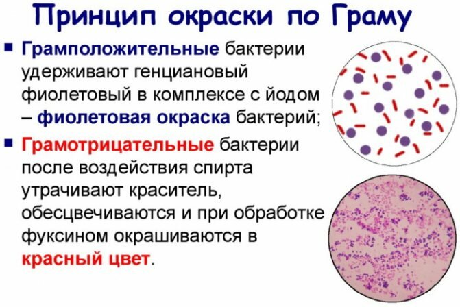 Грамположительные и грамотрицательные бактерии. Что это такое