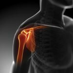 Общая информация о плечевом суставе
