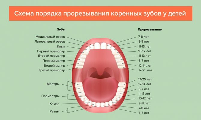 Отличие молочных зубов от постоянных