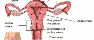 строение внутренних половых органов