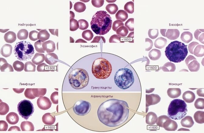 Виды лейкоцитов в крови при беременности