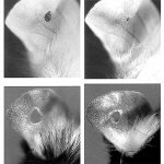 Восстановление тканей уха мыши